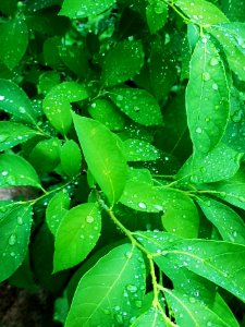 Raindrops on spicebush (Lindera benzoin) leaves. The water beads up like the lotus effect (like on lady's mantle)
