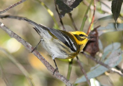WARBLER, TOWNSEND'S (10-5-09) oceano c g -02