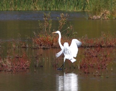 EGRET, GREAT (11-1-10) patagonia lake, scc, az -01
