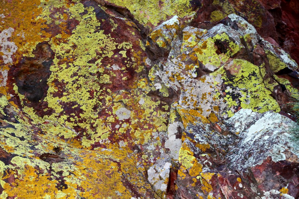 HUMBOLDT CANYON, Patagonia Hills, scc, az (10-30-10) - 05