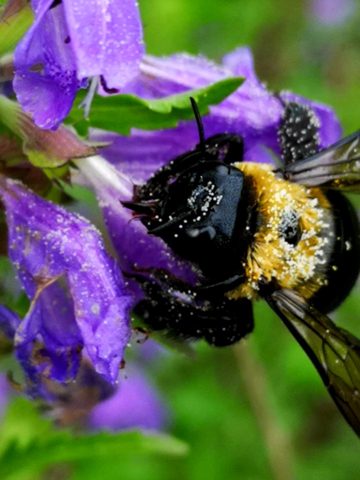 Carpenter bee (Xylocopa sp.) visiting flowers of dragonhead (Dracocephalum moldavica), with pollen