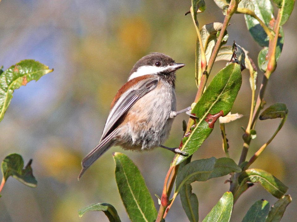 CHICKADEE, CHESTNUT-BACKED (10-5-09) oceano c g -01