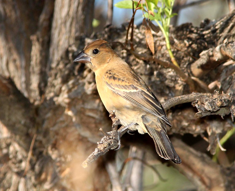 GROSBEAK, BLUE (10-6-10) patagonia-sonoita creek preserve, scc, az -01