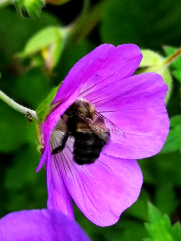 Bumblebee visiting cranesbill (Geranium Azure Rush)