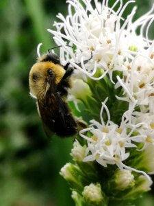 Bumblebee visiting gayfeather Liatris spicata 'Floristan White' photo