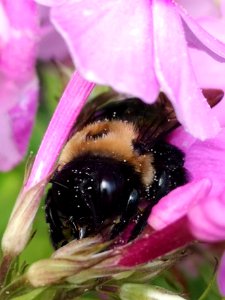 Carpenter bee (Xylocopa) with pollen nectar robbing Phlox paniculata