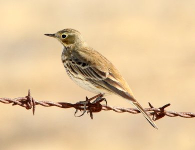 PIPIT, AMERICAN (11-9-09) sprague hill rd, carrizo, slo co, ca -04
