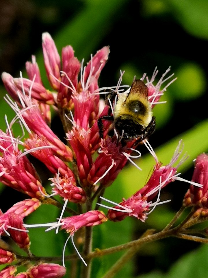 Bumblebee visiting Joe Pye weed Eutrochium or Eupatorium