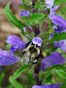 Bumblebee visiting dragonhead Dracocephalum moldavica flowers photo
