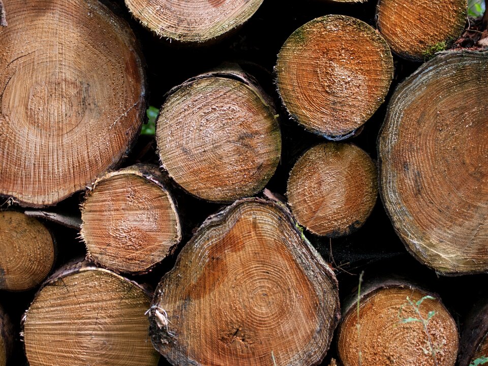 Tribe forest wood