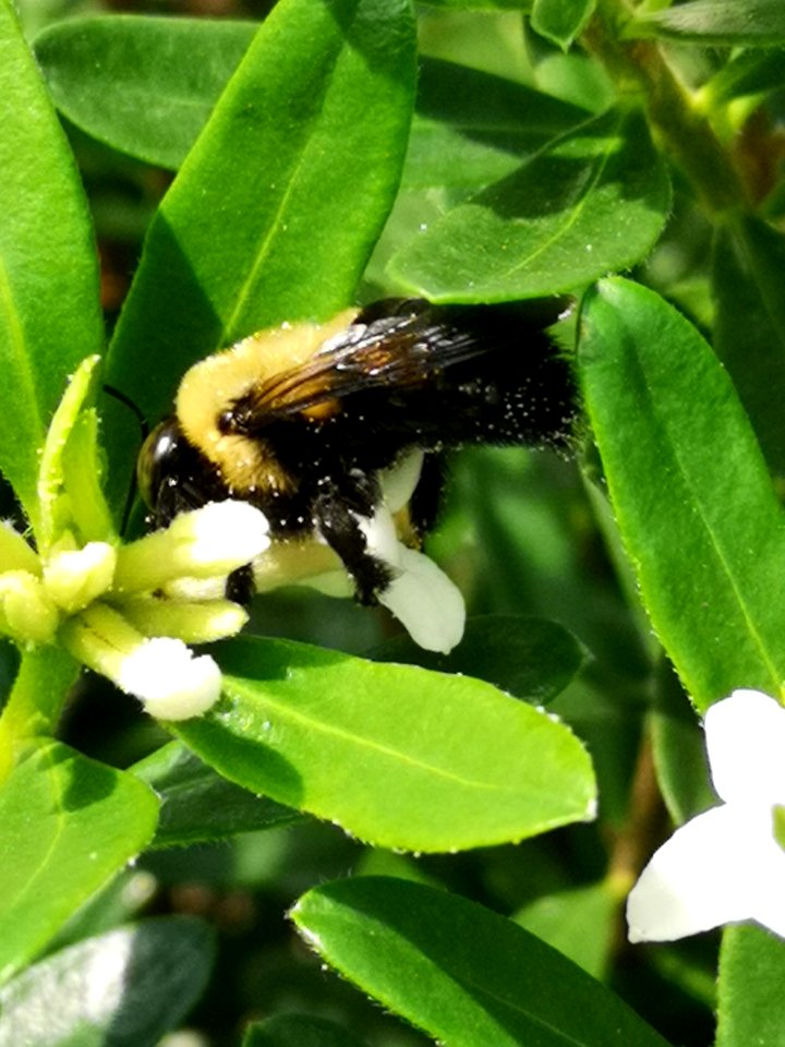 Carpenter bee nectar robbing Daphne Eternal Fragrance