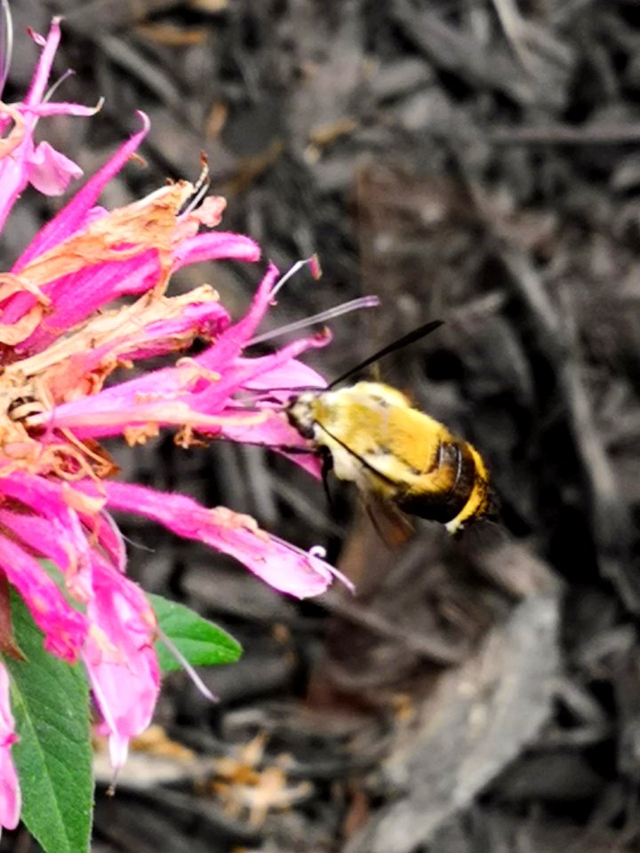 Snowberry clearwing moth (Hemaris diffinis) visiting bee balm (Monarda didyma 'Balmy Pink')