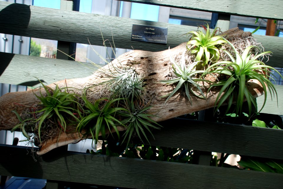 Air Plant, Tillandsia spp.