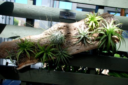 Air Plant, Tillandsia spp.