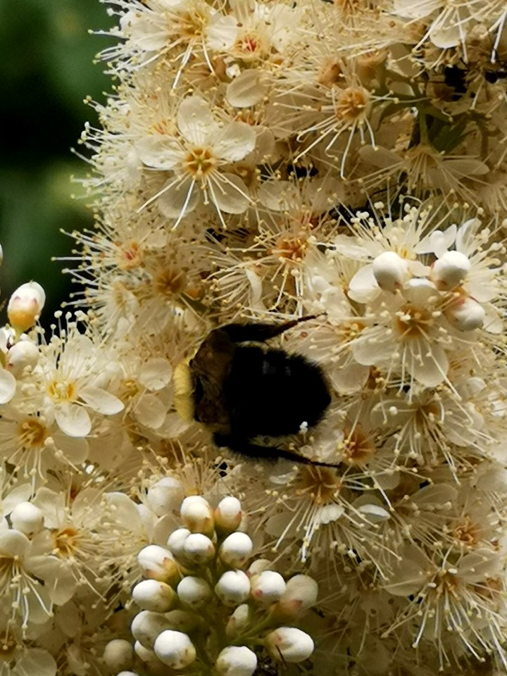 Bumblebee visiting false spiraea (Sorbaria sorbifolia 'Sem') flowers
