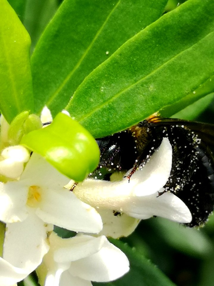 Carpenter bee nectar robbing Daphne (hybrid Eternal Fragrance) flowers, with pollen