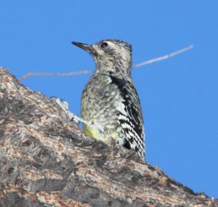 SAPSUCKER, YELLOW-BELLIED (11-17-10) juv, blue haven rd, patagonia, scc, az -04