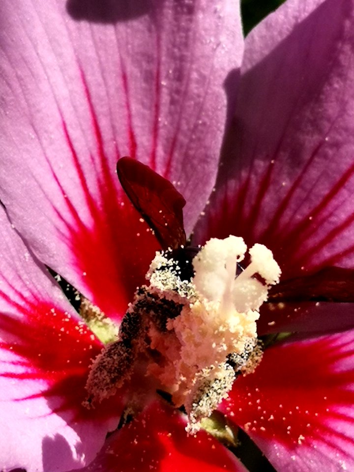 Bee visiting rose of Sharon Hibiscus syriacus covered in pollen