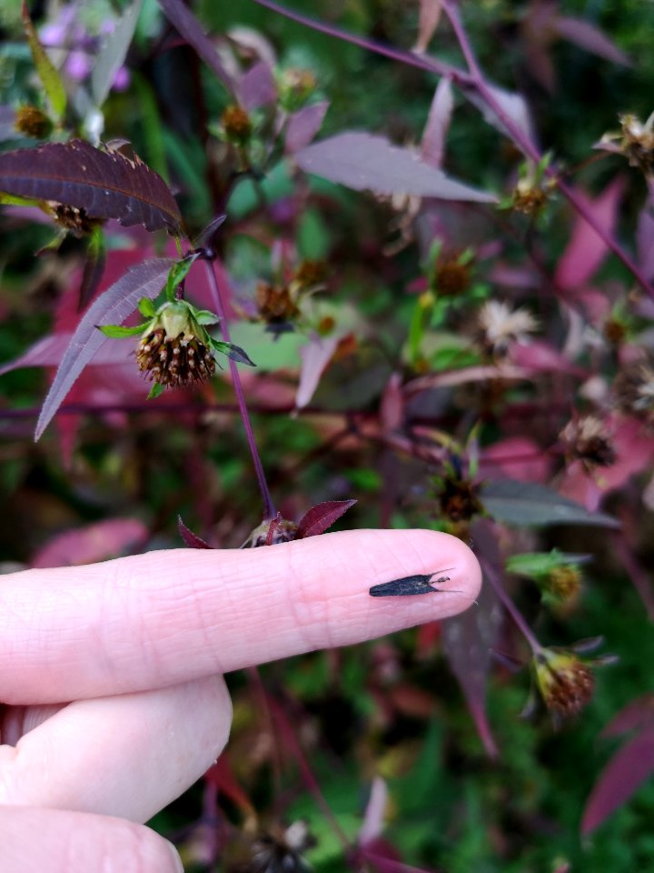 Bidens showing red autumn leaf color