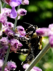 Bumblebee covered with pollen visiting Russian sage Perovskia