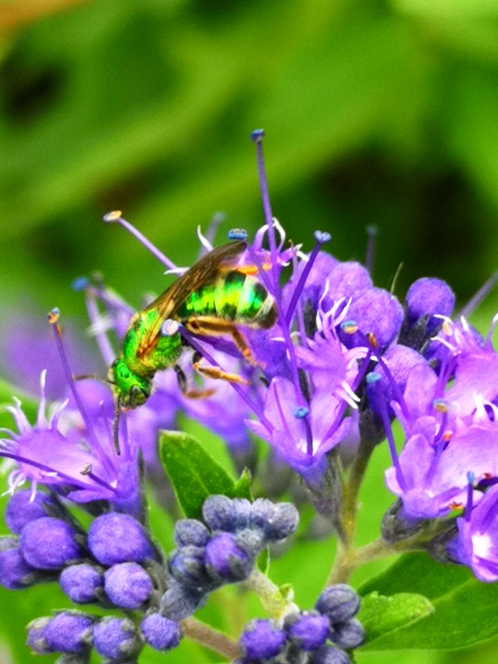Sweat bee visiting bluebeard Caryopteris Dark Knight