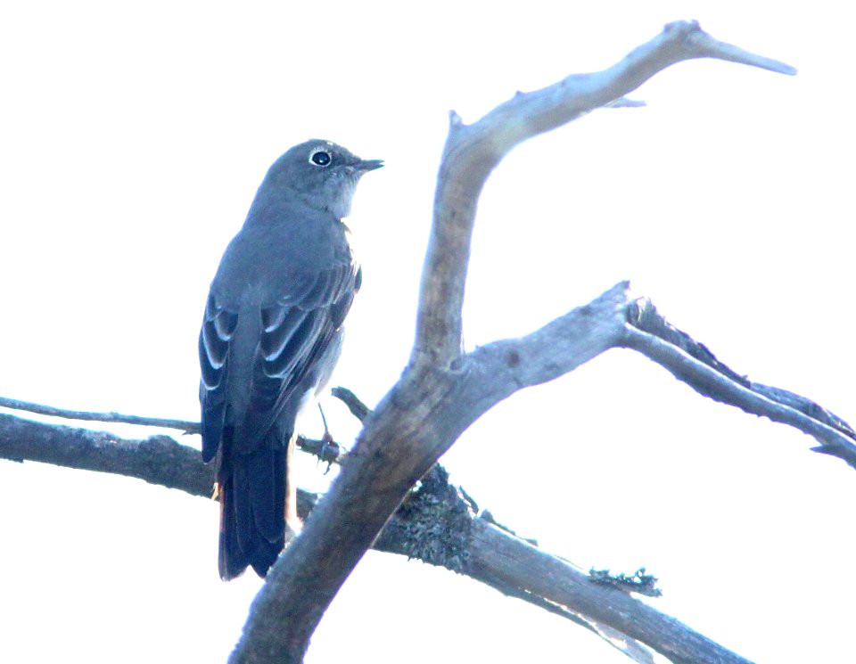 SOLITAIRE, TOWNSEND'S (1-8-10) cuesta ridge, slo co, ca -03
