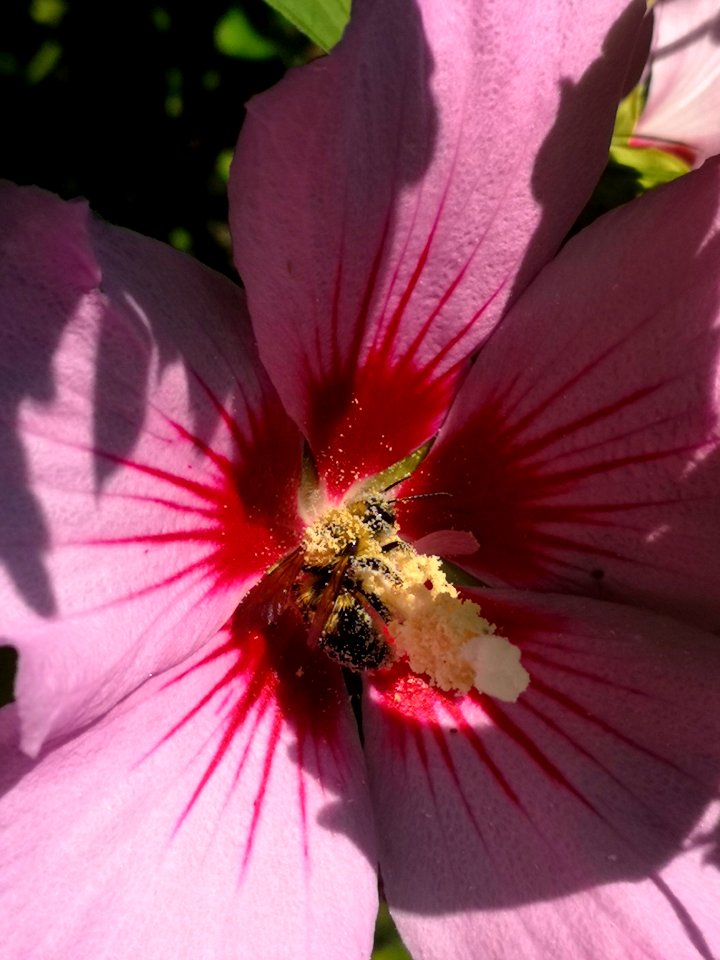 Bumblebee covered in pollen from rose of Sharon (Hibiscus syriacus)