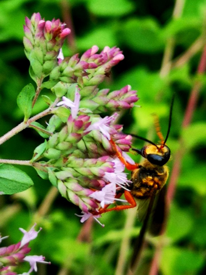 Great golden sand digger wasp (Sphex ichneumoneus) visiting oregano (Origanum vulgare)