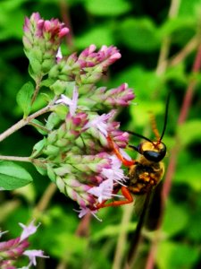 Great golden sand digger wasp (Sphex ichneumoneus) visiting oregano (Origanum vulgare)