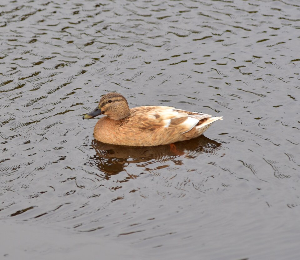 Water bird duck bird water