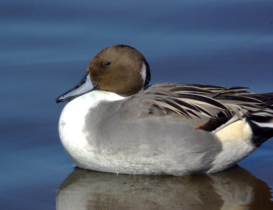 PINTAIL, NORTHERN -01