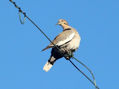 DOVE, WHITE-WINGED (12-16-09) 1667 5th st, los osos, ca -01