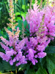 Astilbe