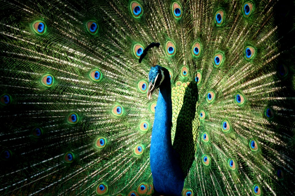 Nature bird feather