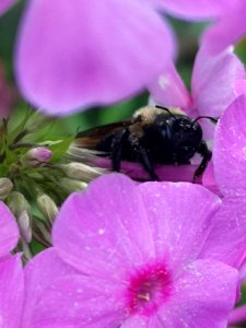 Carpenter bee Xylocopa virginica visiting Phlox paniculata