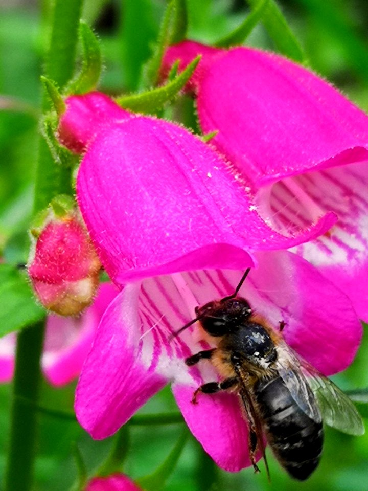 Bee in beardtongue (Penstemon 'Red Rocks')