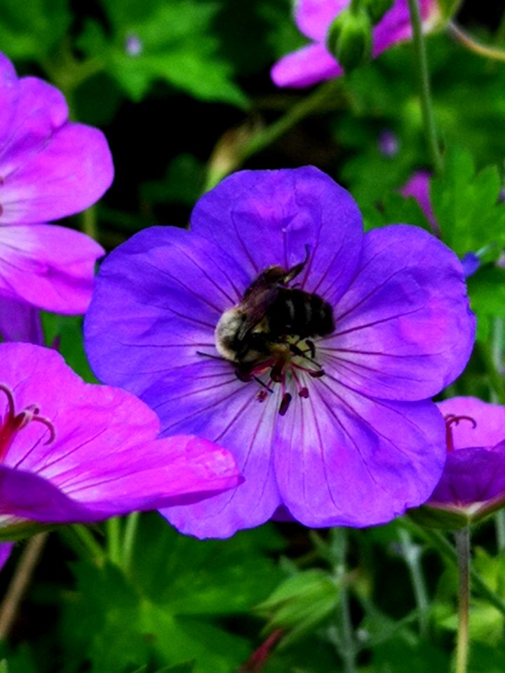 Bumblebee visiting cranesbill Geranium Azure Rush