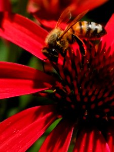 Honeybee visiting coneflower Echinacea 'Cheyenne Spirit'