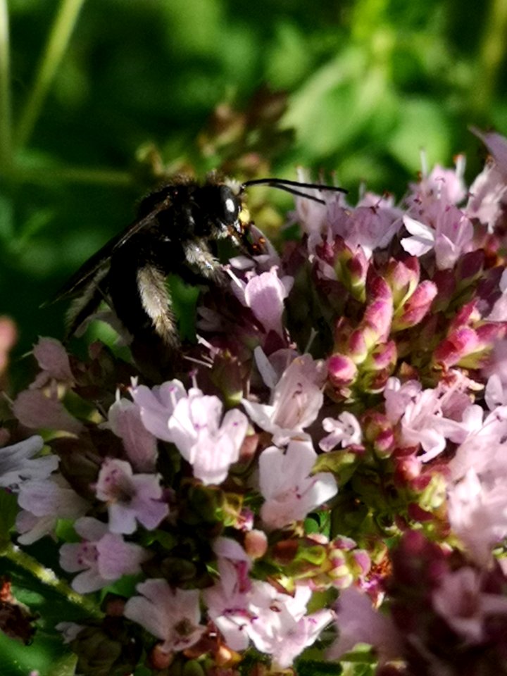 Two-spotted Longhorn bee (Melissodes bimaculatus) visiting oregano flowers (Origanum vulgare)