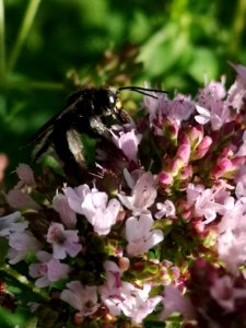 Two-spotted Longhorn bee (Melissodes bimaculatus) visiting oregano flowers (Origanum vulgare)