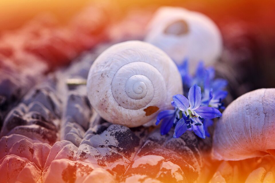 Damaged stone flowers