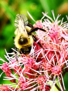 Bumblebee visiting Joe Pye weed Eupatorium dubium Baby Joe