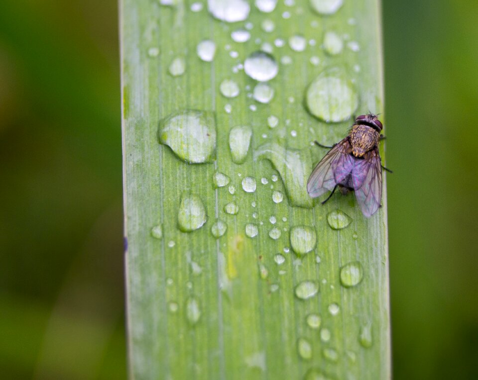 Leaf drop of water insect