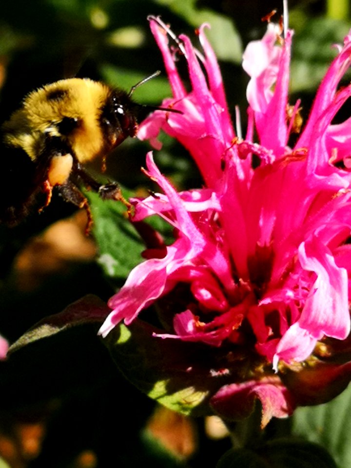 Monarda didyma Balmy Pink with bumblebee