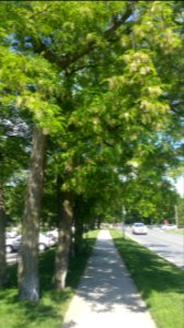 Black locust street tree