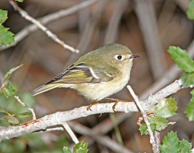 KINGLET, RUBY-CROWNED (9-21-09) cottonwood springs, carrizo n m , slo co, ca -02