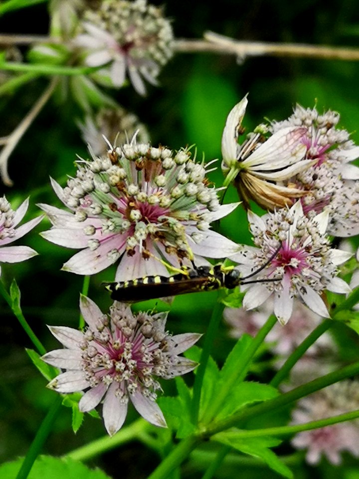 Critter on Astrantia major 'Florence'