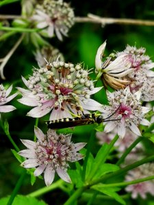 Critter on Astrantia major 'Florence'