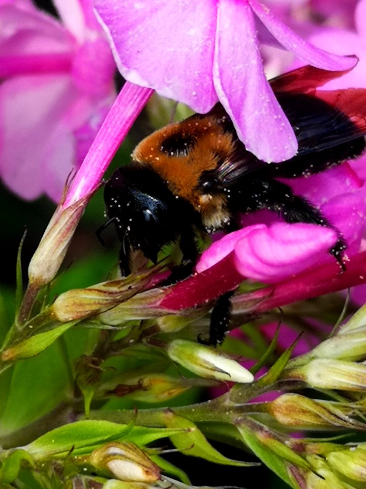 Carpenter bee (Xylocopa) with pollen nectar robbing Phlox paniculata