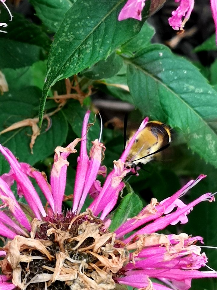 Snowberry clearwing moth (Hemaris diffinis) visiting bee balm (Monarda didyma 'Balmy Pink')